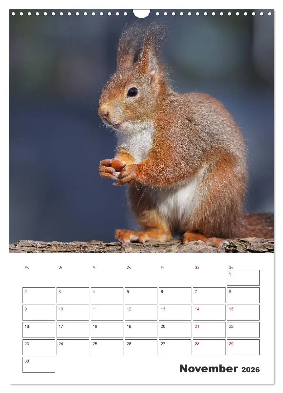Bild: 9783516385403 | Eichhörnchen Luna (Wandkalender 2026 DIN A3 hoch), CALVENDO...