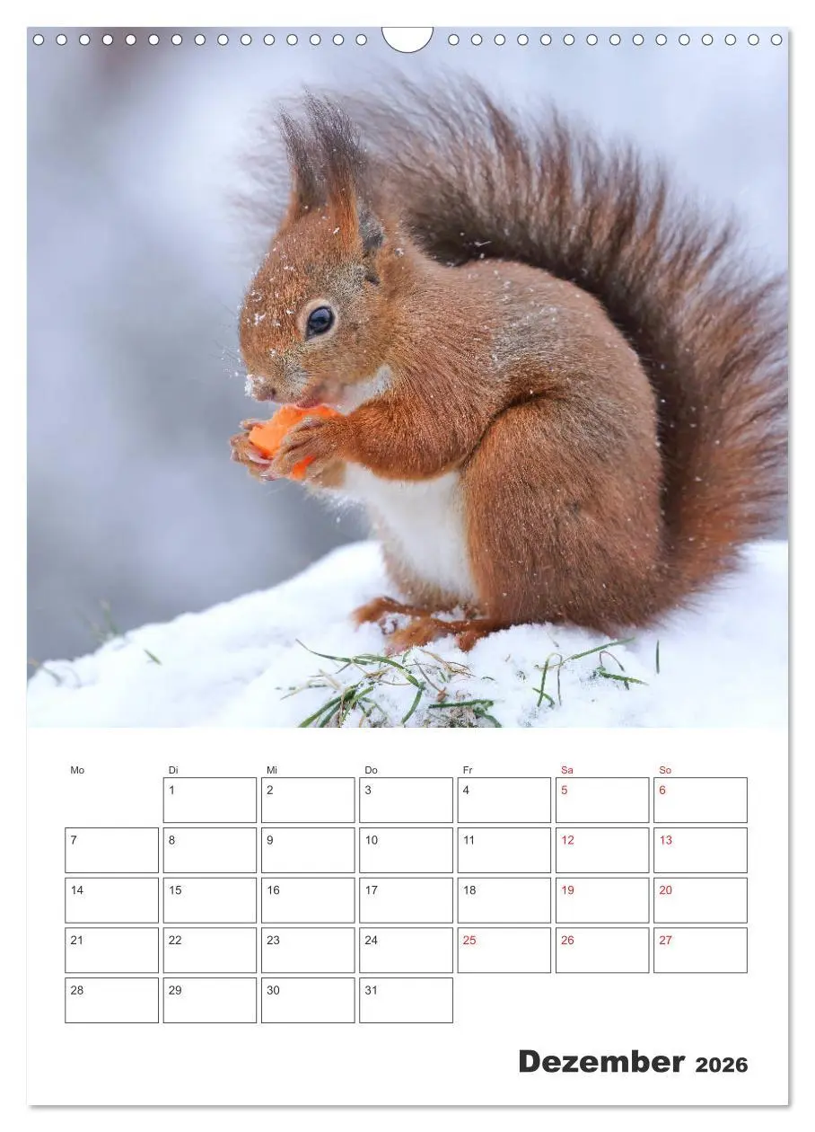 Bild: 9783516385403 | Eichhörnchen Luna (Wandkalender 2026 DIN A3 hoch), CALVENDO...