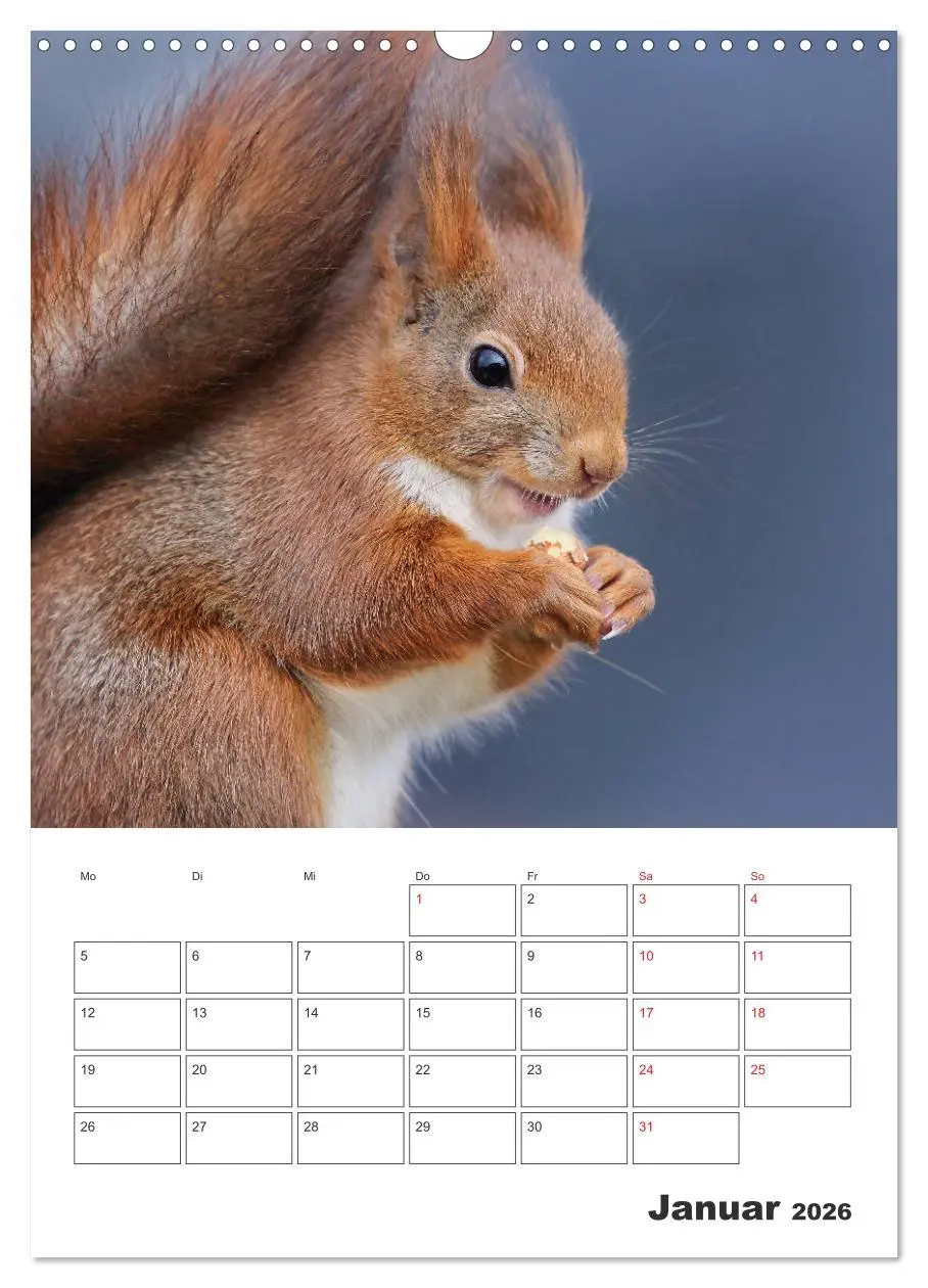 Bild: 9783516385403 | Eichhörnchen Luna (Wandkalender 2026 DIN A3 hoch), CALVENDO...