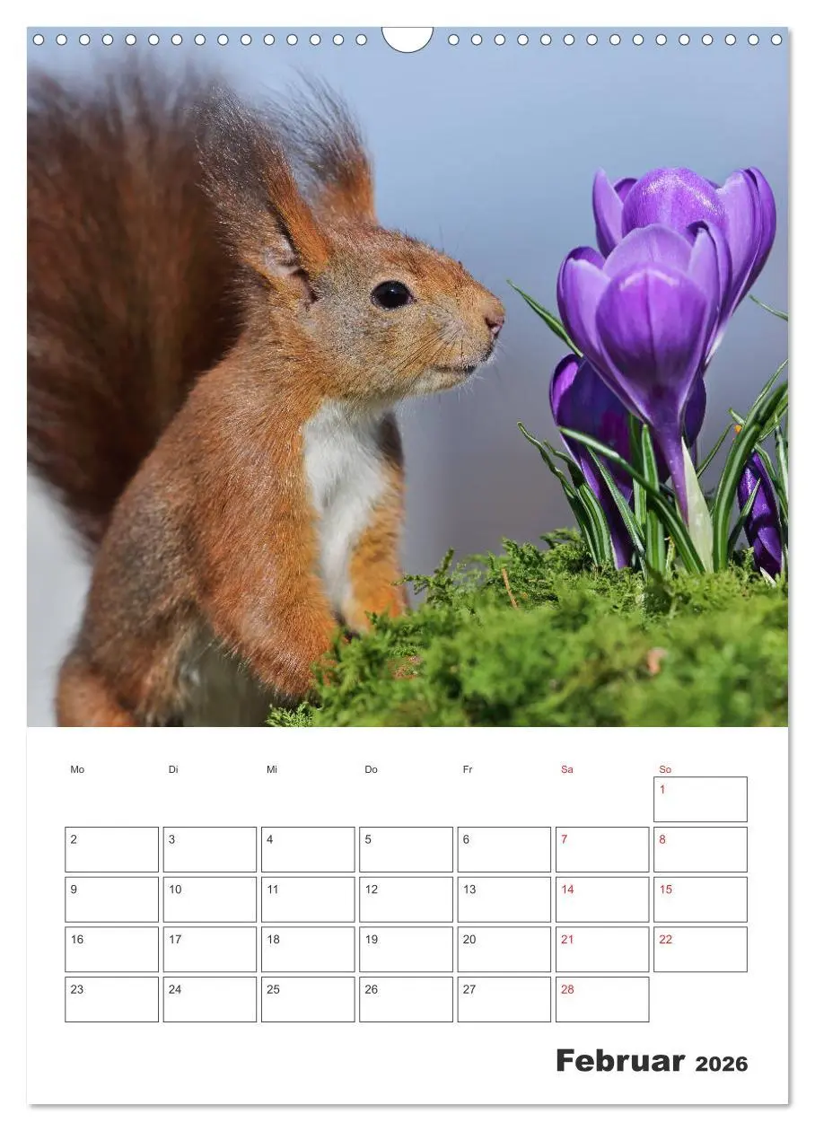 Bild: 9783516385403 | Eichhörnchen Luna (Wandkalender 2026 DIN A3 hoch), CALVENDO...