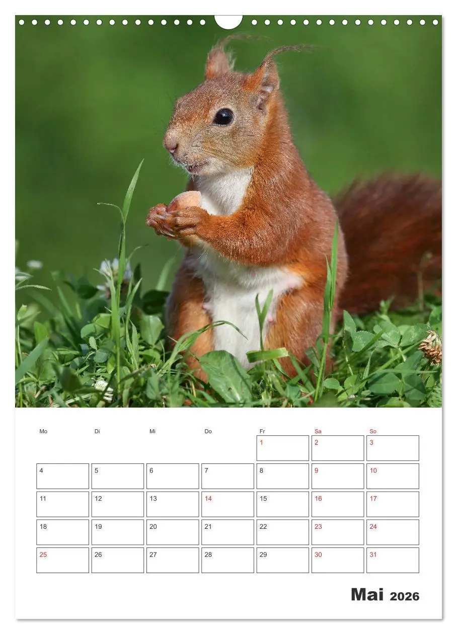 Bild: 9783516385403 | Eichhörnchen Luna (Wandkalender 2026 DIN A3 hoch), CALVENDO...