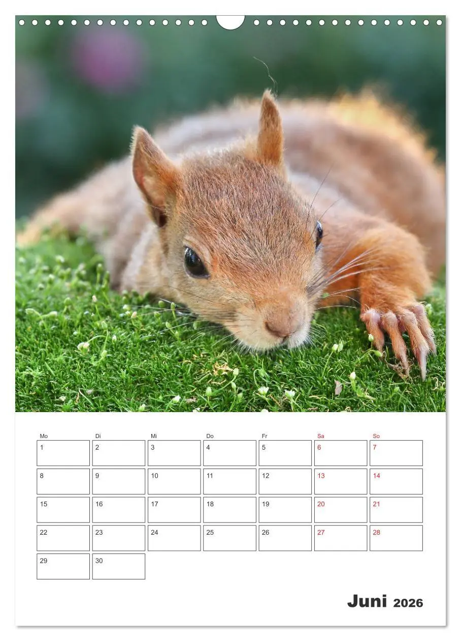 Bild: 9783516385403 | Eichhörnchen Luna (Wandkalender 2026 DIN A3 hoch), CALVENDO...