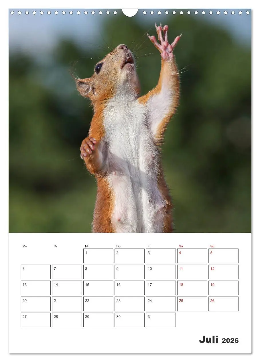 Bild: 9783516385403 | Eichhörnchen Luna (Wandkalender 2026 DIN A3 hoch), CALVENDO...