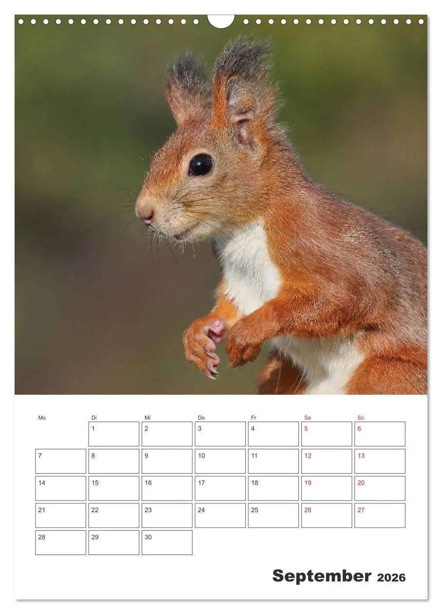 Bild: 9783516385403 | Eichhörnchen Luna (Wandkalender 2026 DIN A3 hoch), CALVENDO...