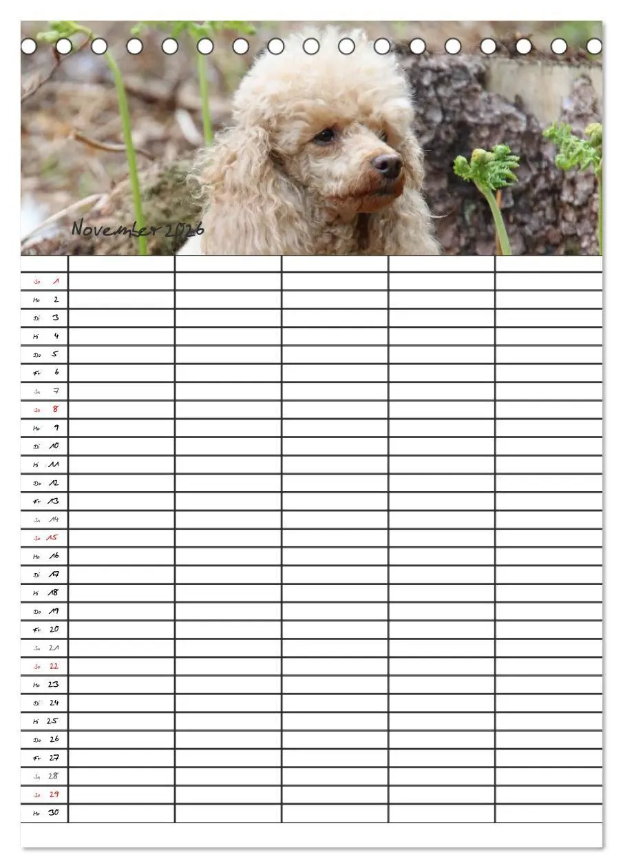 Bild: 9783516455403 | Der Pudel-Familienplaner (Tischkalender 2026 DIN A5 hoch), CALVENDO...
