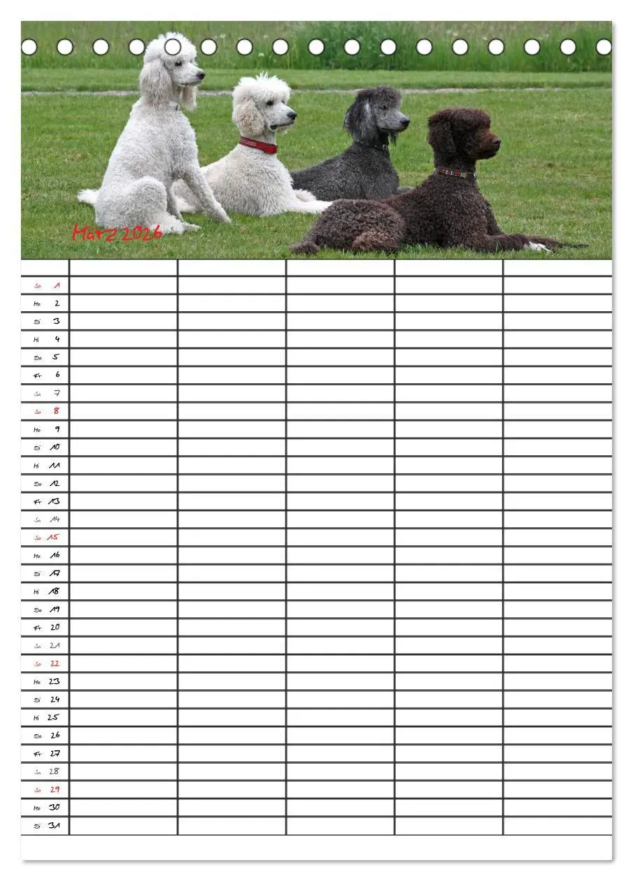 Bild: 9783516455403 | Der Pudel-Familienplaner (Tischkalender 2026 DIN A5 hoch), CALVENDO...