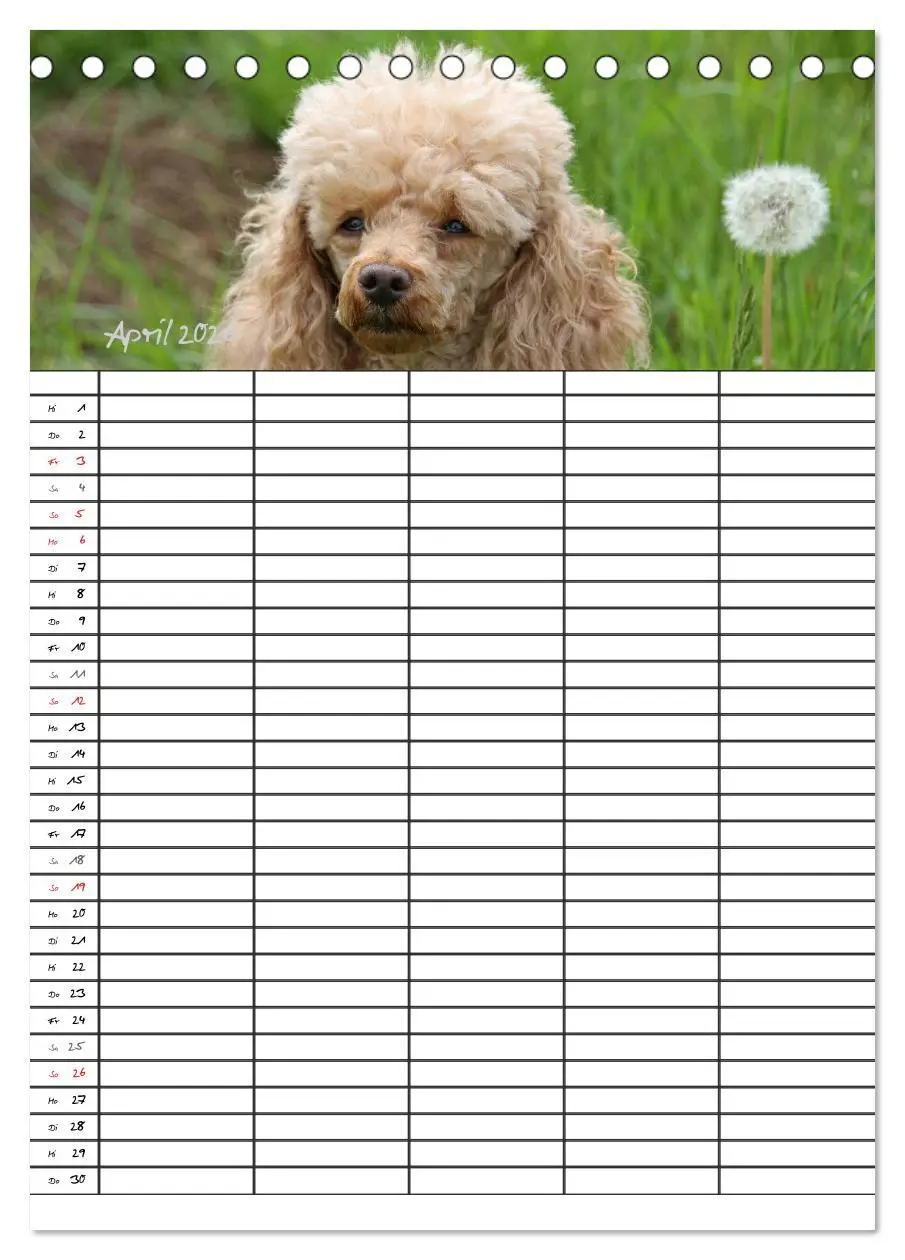Bild: 9783516455403 | Der Pudel-Familienplaner (Tischkalender 2026 DIN A5 hoch), CALVENDO...