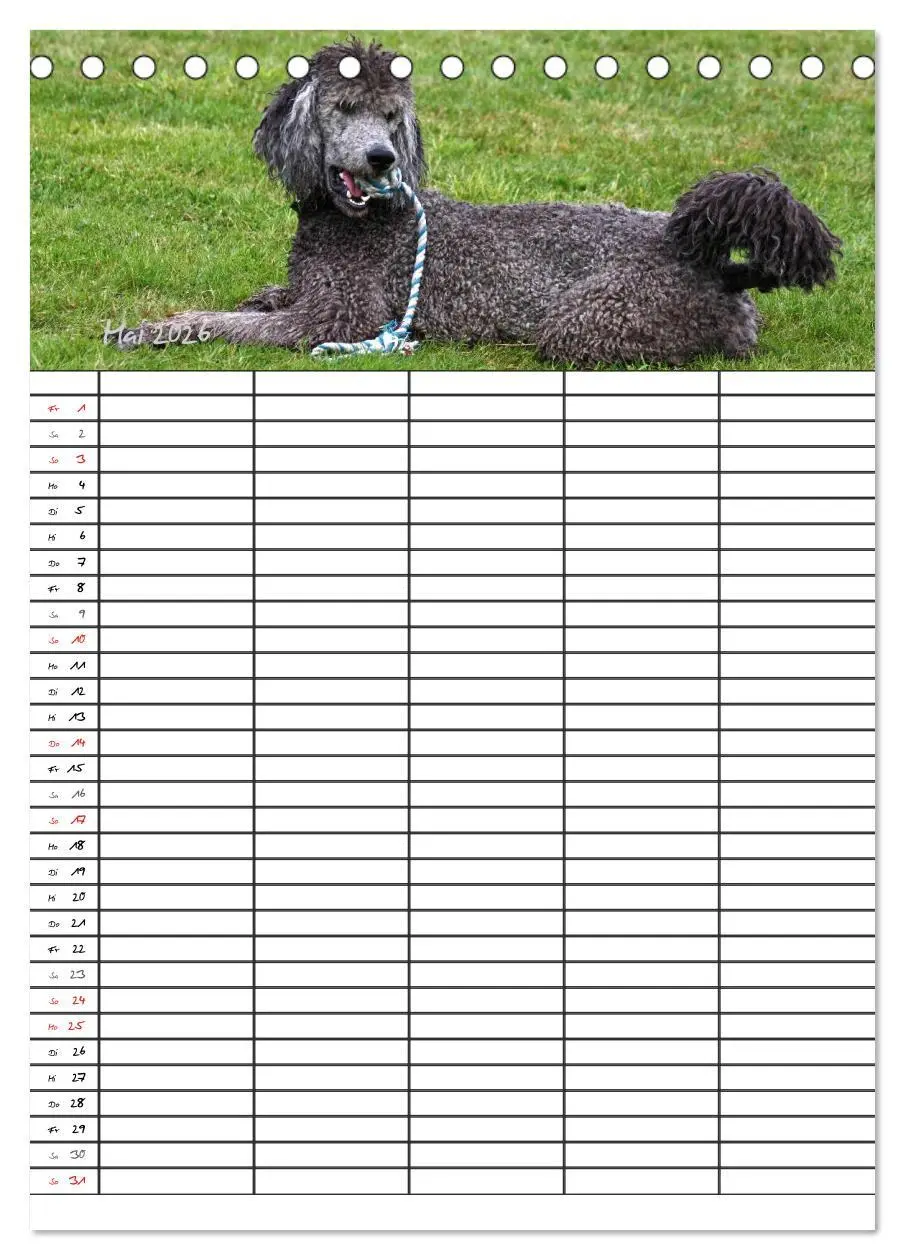 Bild: 9783516455403 | Der Pudel-Familienplaner (Tischkalender 2026 DIN A5 hoch), CALVENDO...