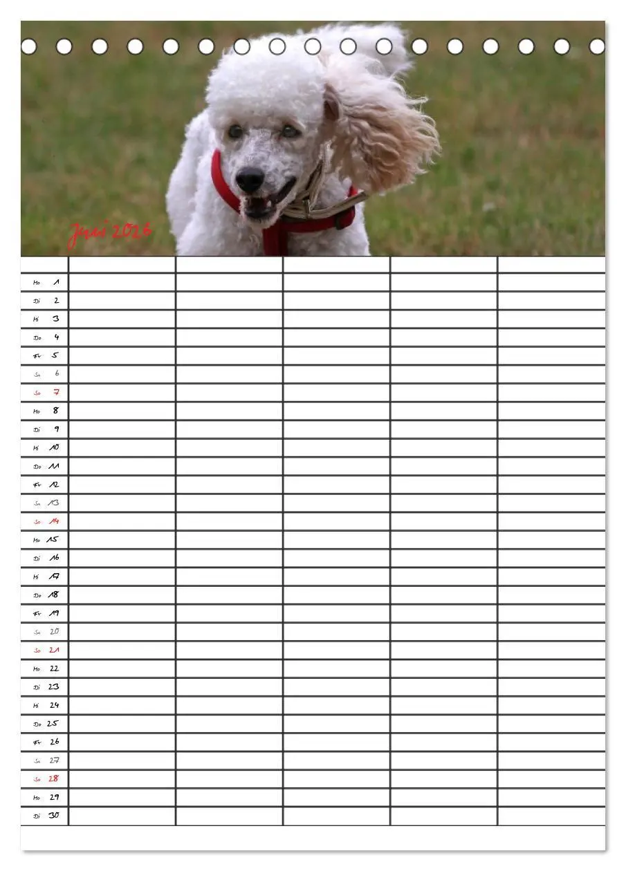 Bild: 9783516455403 | Der Pudel-Familienplaner (Tischkalender 2026 DIN A5 hoch), CALVENDO...