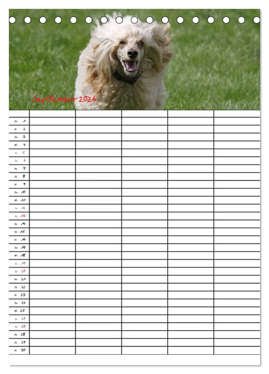 Bild: 9783516455403 | Der Pudel-Familienplaner (Tischkalender 2026 DIN A5 hoch), CALVENDO...