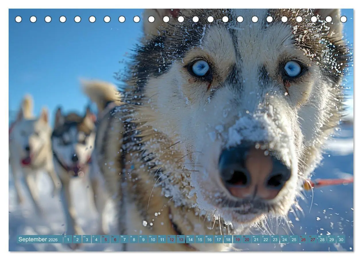 Bild: 9783457415603 | Schlittenhund Träume (Tischkalender 2026 DIN A5 quer), CALVENDO...