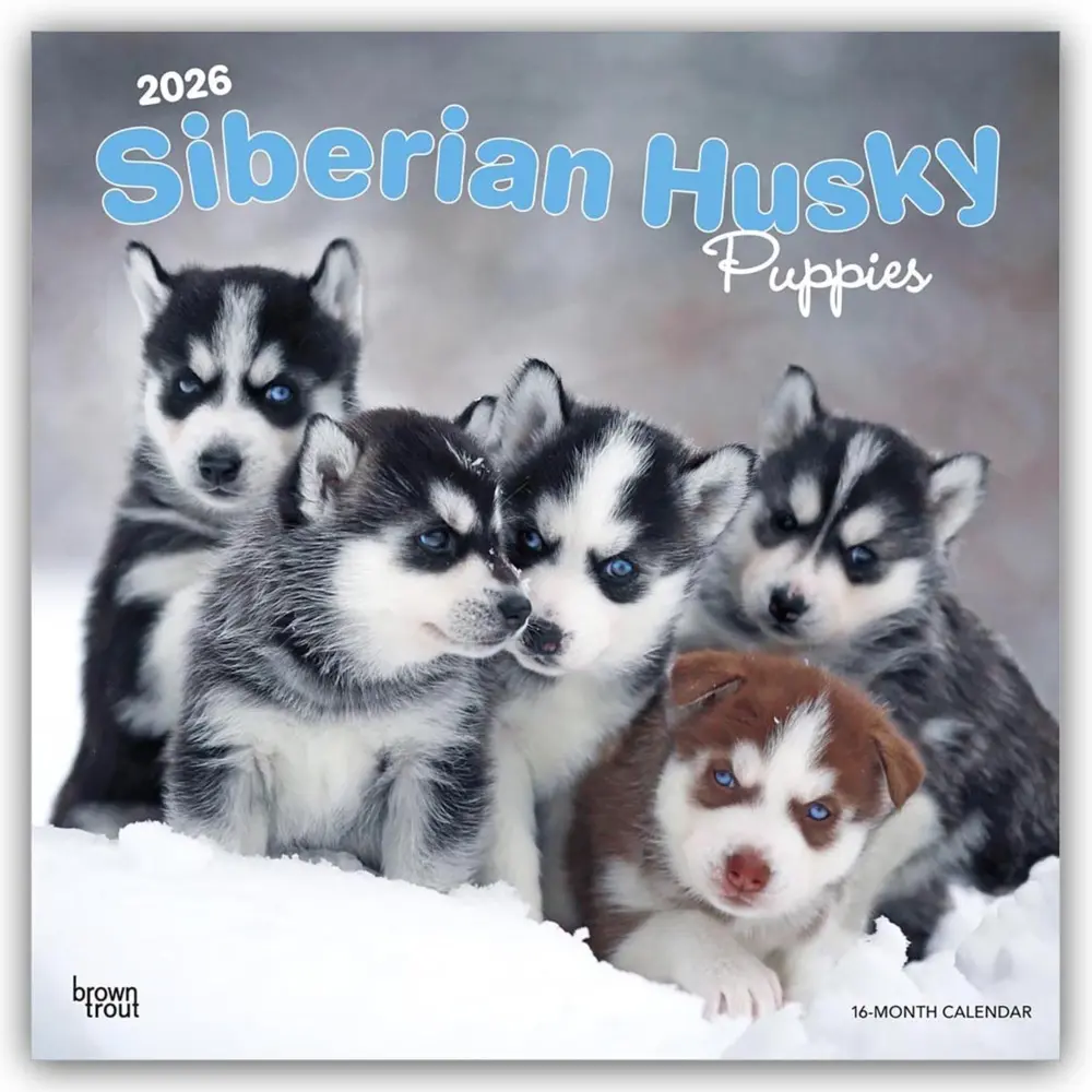 Cover: 9798330705603 | Siberian Husky Puppies - Siberian Husky Welpen 2026 -...