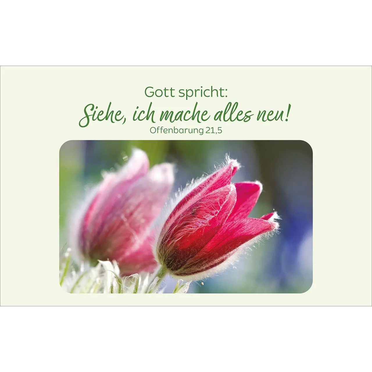 Bild: 4034905015803 | Blütenreiche Bibelverse | 62 Karten mit Blumenbildern und Bibelworten