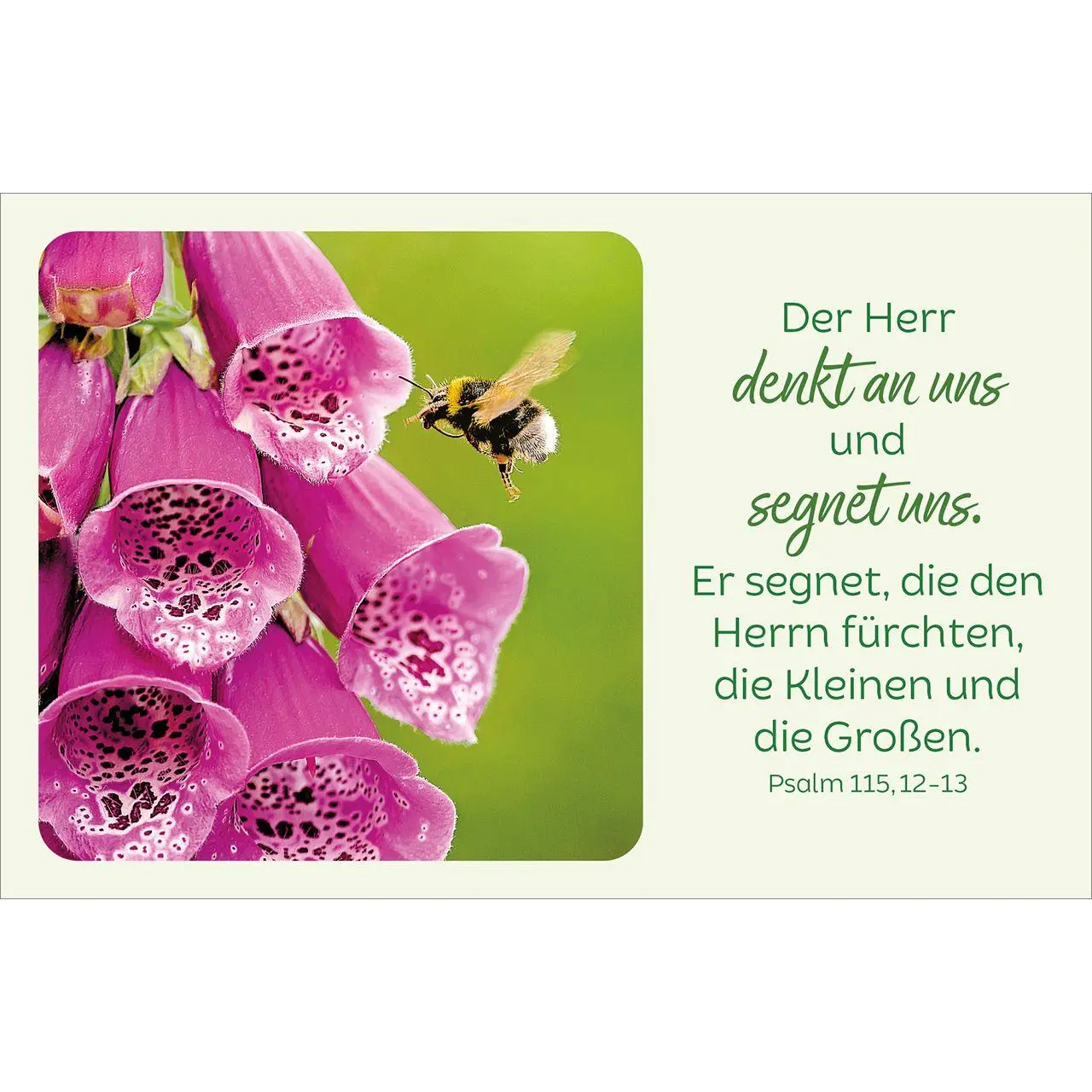 Bild: 4034905015803 | Blütenreiche Bibelverse | 62 Karten mit Blumenbildern und Bibelworten