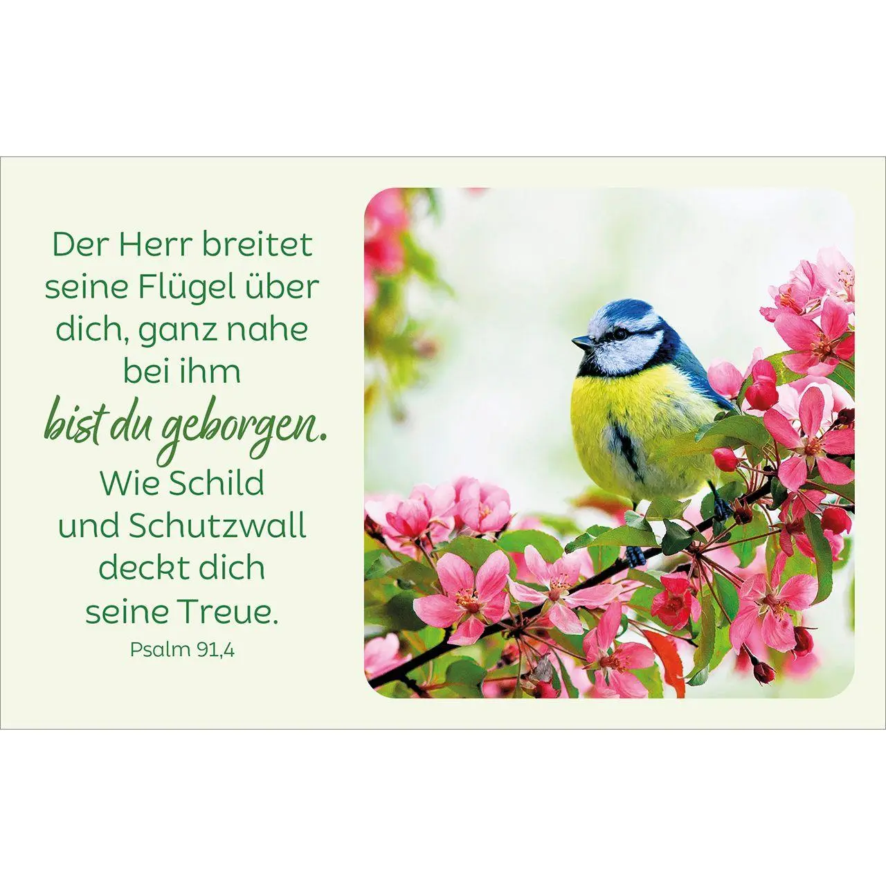Bild: 4034905015803 | Blütenreiche Bibelverse | 62 Karten mit Blumenbildern und Bibelworten
