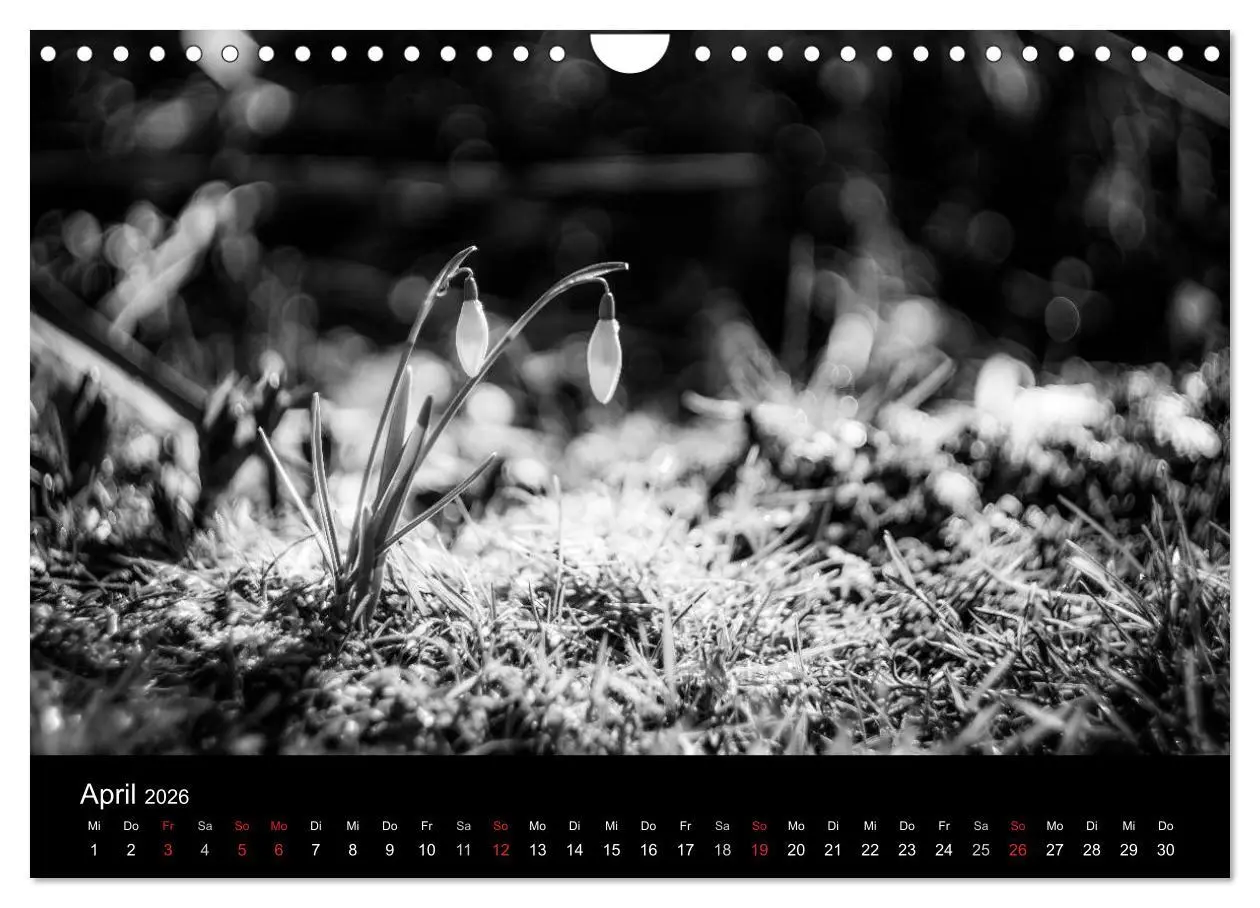 Bild: 9783516025903 | Monochrom 2026 (Wandkalender 2026 DIN A4 quer), CALVENDO...