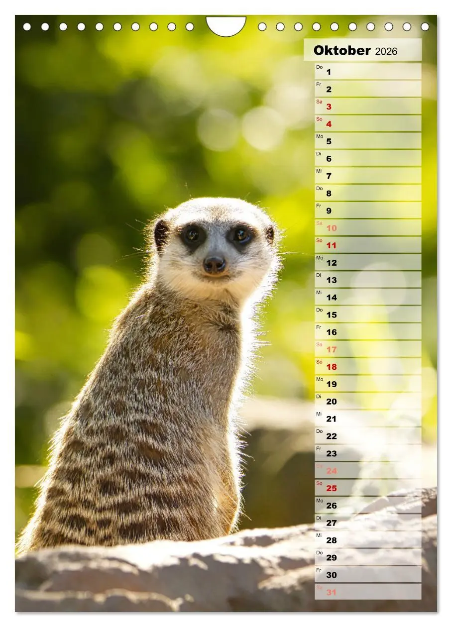 Bild: 9783516335903 | Erdmännchen, putzige Kerlchen mit großen Knopfaugen (Wandkalender...