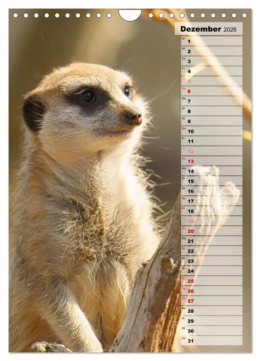 Bild: 9783516335903 | Erdmännchen, putzige Kerlchen mit großen Knopfaugen (Wandkalender...