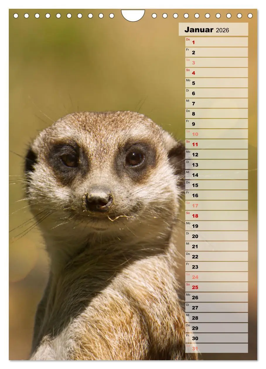Bild: 9783516335903 | Erdmännchen, putzige Kerlchen mit großen Knopfaugen (Wandkalender...