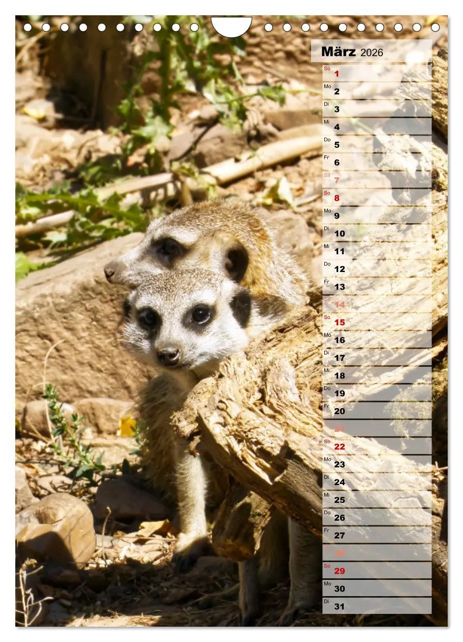 Bild: 9783516335903 | Erdmännchen, putzige Kerlchen mit großen Knopfaugen (Wandkalender...