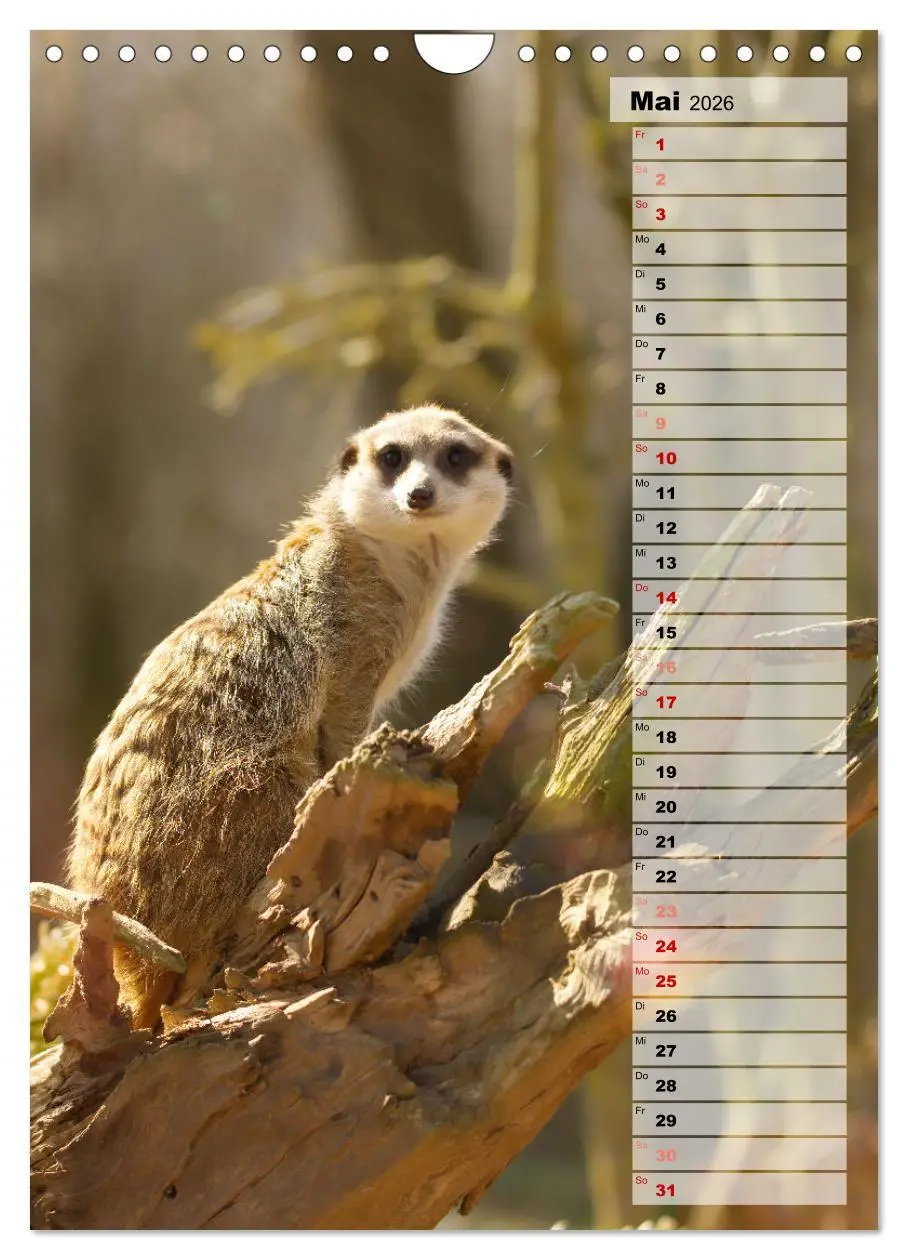 Bild: 9783516335903 | Erdmännchen, putzige Kerlchen mit großen Knopfaugen (Wandkalender...