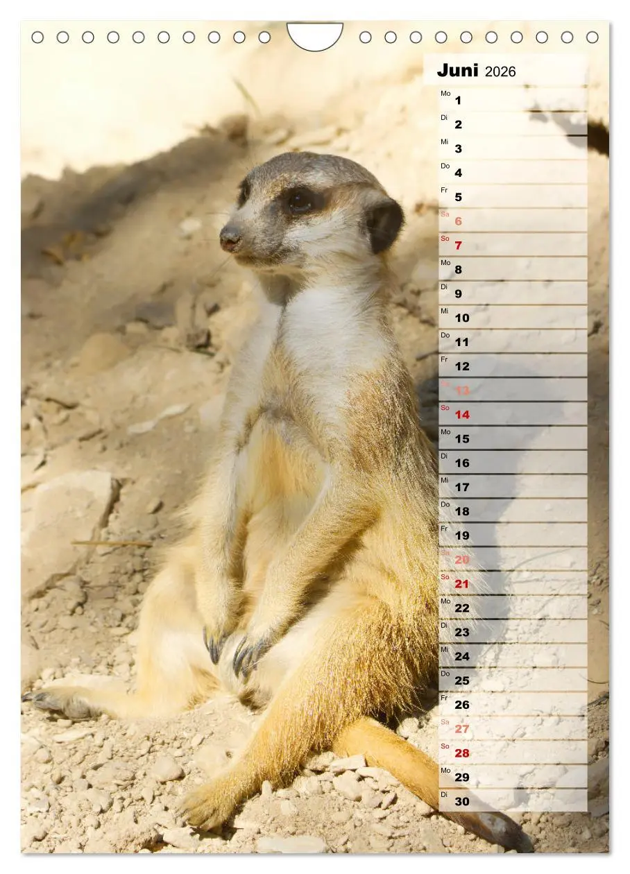 Bild: 9783516335903 | Erdmännchen, putzige Kerlchen mit großen Knopfaugen (Wandkalender...