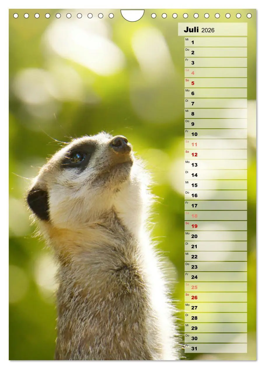 Bild: 9783516335903 | Erdmännchen, putzige Kerlchen mit großen Knopfaugen (Wandkalender...
