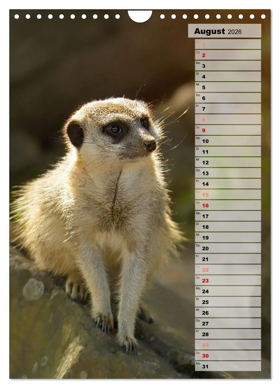 Bild: 9783516335903 | Erdmännchen, putzige Kerlchen mit großen Knopfaugen (Wandkalender...