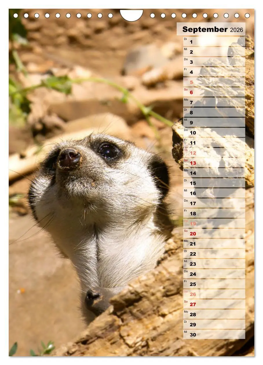 Bild: 9783516335903 | Erdmännchen, putzige Kerlchen mit großen Knopfaugen (Wandkalender...
