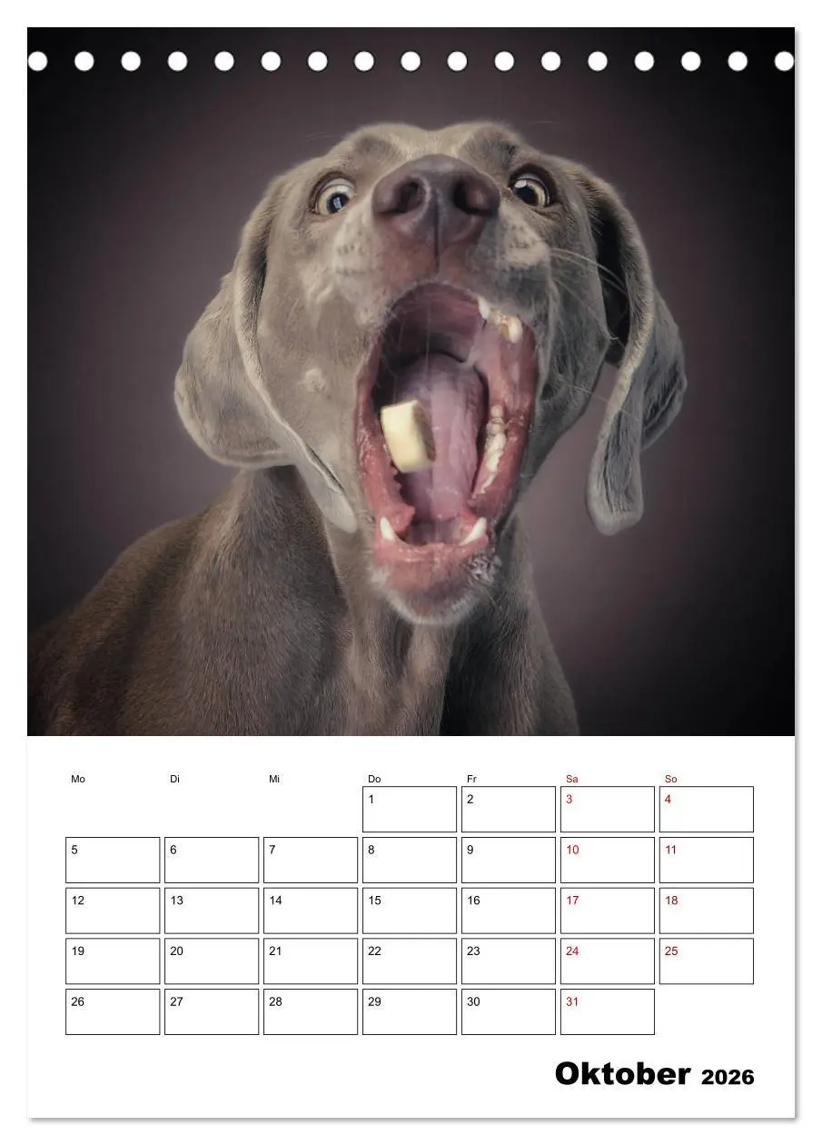 Bild: 9783516405903 | Fang das Leckerli (Tischkalender 2026 DIN A5 hoch), CALVENDO...