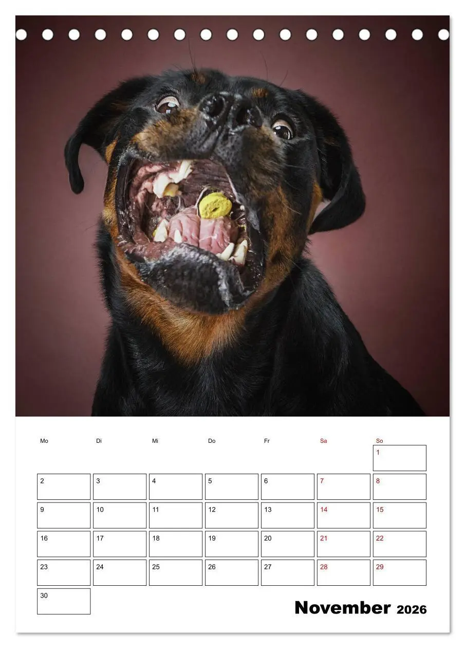 Bild: 9783516405903 | Fang das Leckerli (Tischkalender 2026 DIN A5 hoch), CALVENDO...