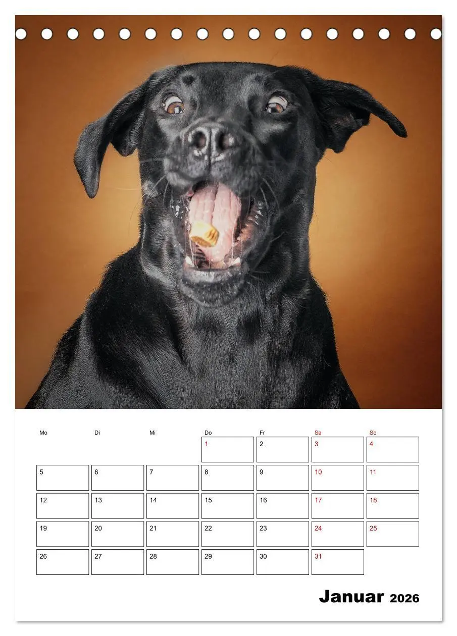 Bild: 9783516405903 | Fang das Leckerli (Tischkalender 2026 DIN A5 hoch), CALVENDO...