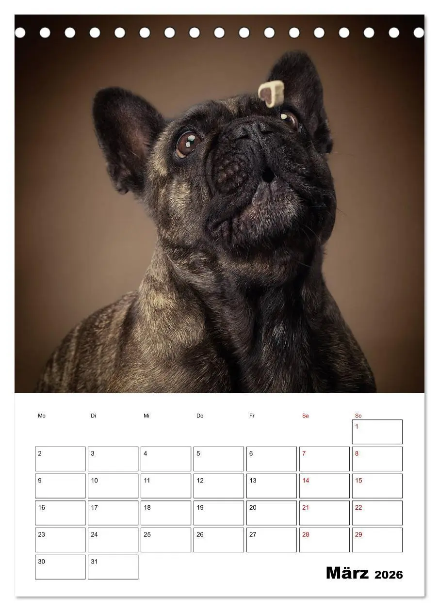 Bild: 9783516405903 | Fang das Leckerli (Tischkalender 2026 DIN A5 hoch), CALVENDO...