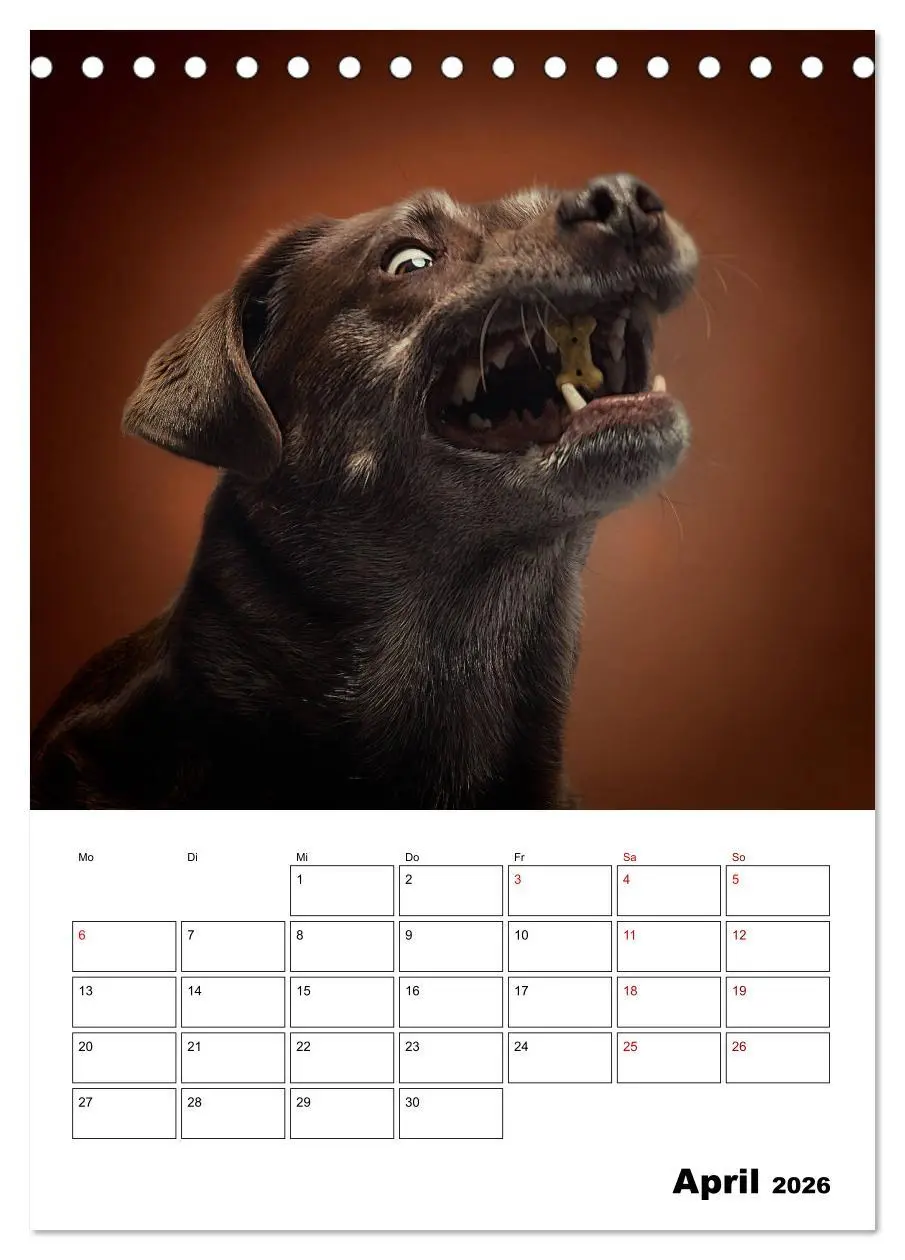 Bild: 9783516405903 | Fang das Leckerli (Tischkalender 2026 DIN A5 hoch), CALVENDO...