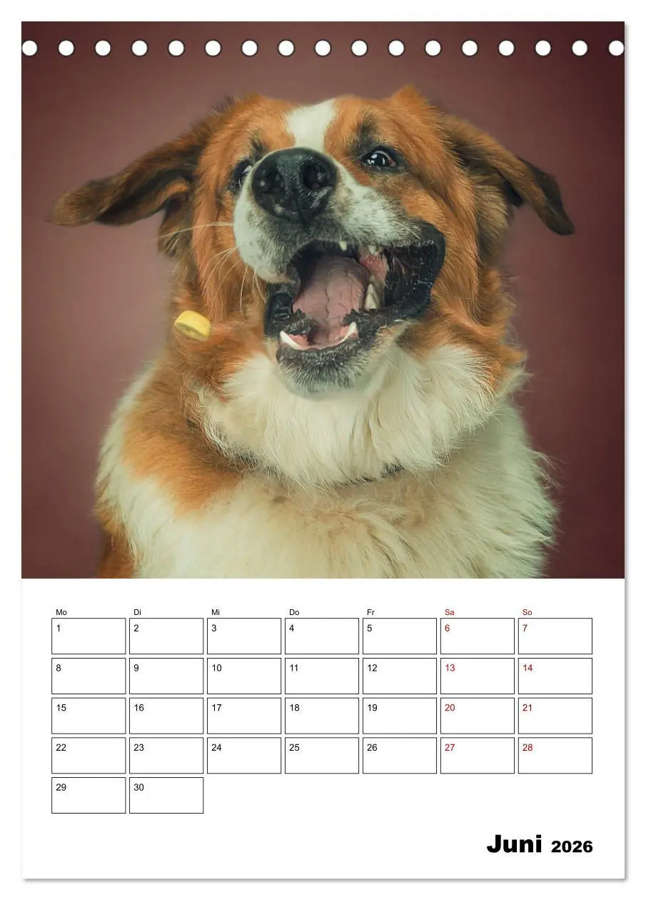 Bild: 9783516405903 | Fang das Leckerli (Tischkalender 2026 DIN A5 hoch), CALVENDO...