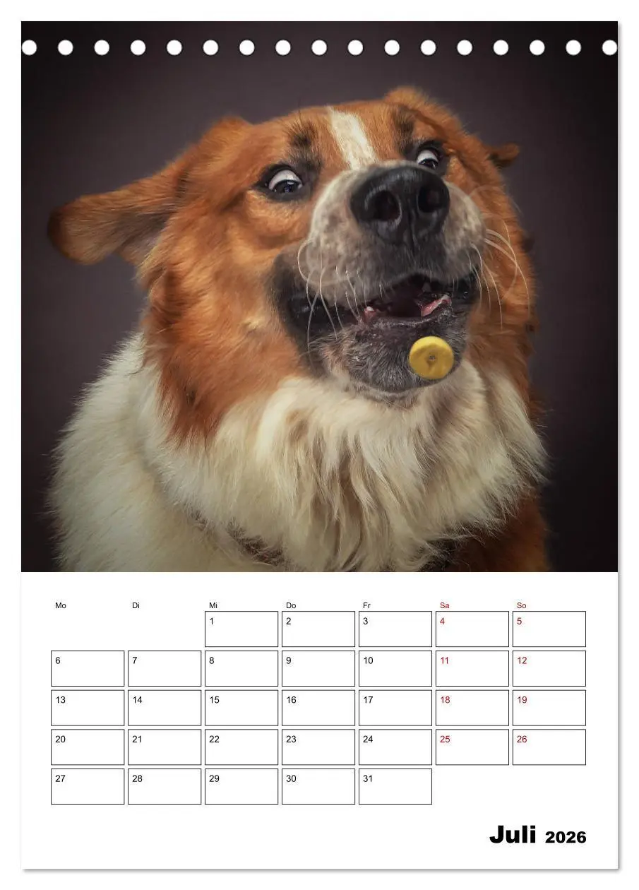 Bild: 9783516405903 | Fang das Leckerli (Tischkalender 2026 DIN A5 hoch), CALVENDO...
