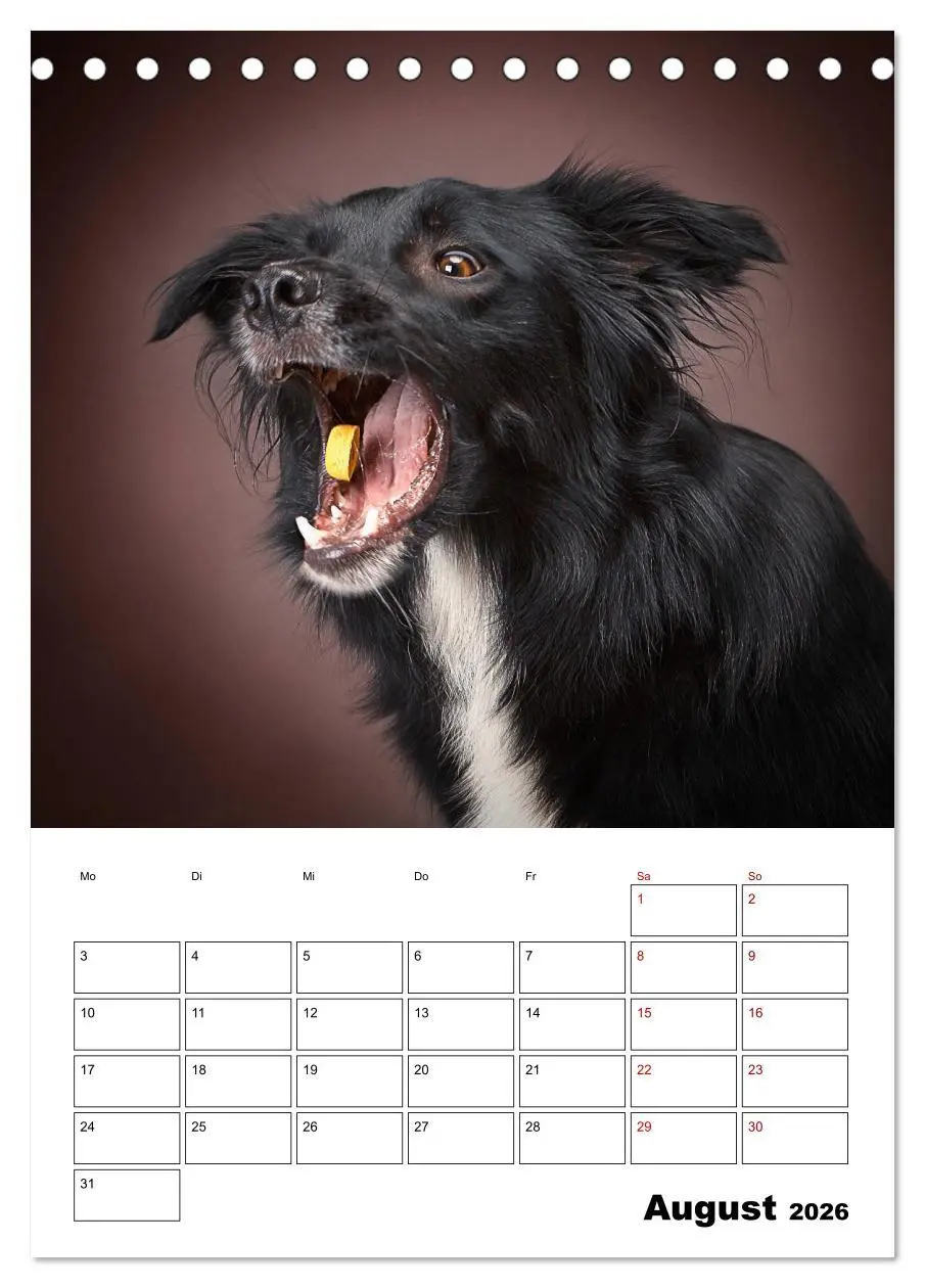 Bild: 9783516405903 | Fang das Leckerli (Tischkalender 2026 DIN A5 hoch), CALVENDO...