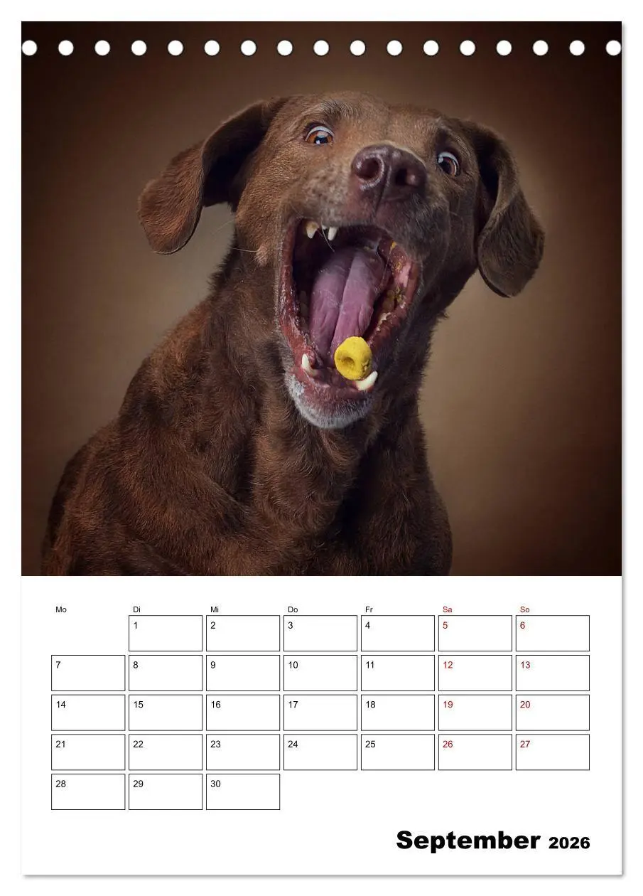 Bild: 9783516405903 | Fang das Leckerli (Tischkalender 2026 DIN A5 hoch), CALVENDO...