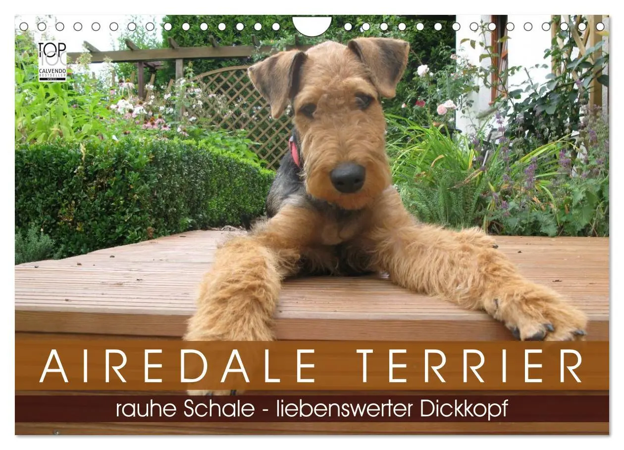 Cover: 9783435666003 | Airedale Terrier (Wandkalender 2025 DIN A4 quer), CALVENDO...