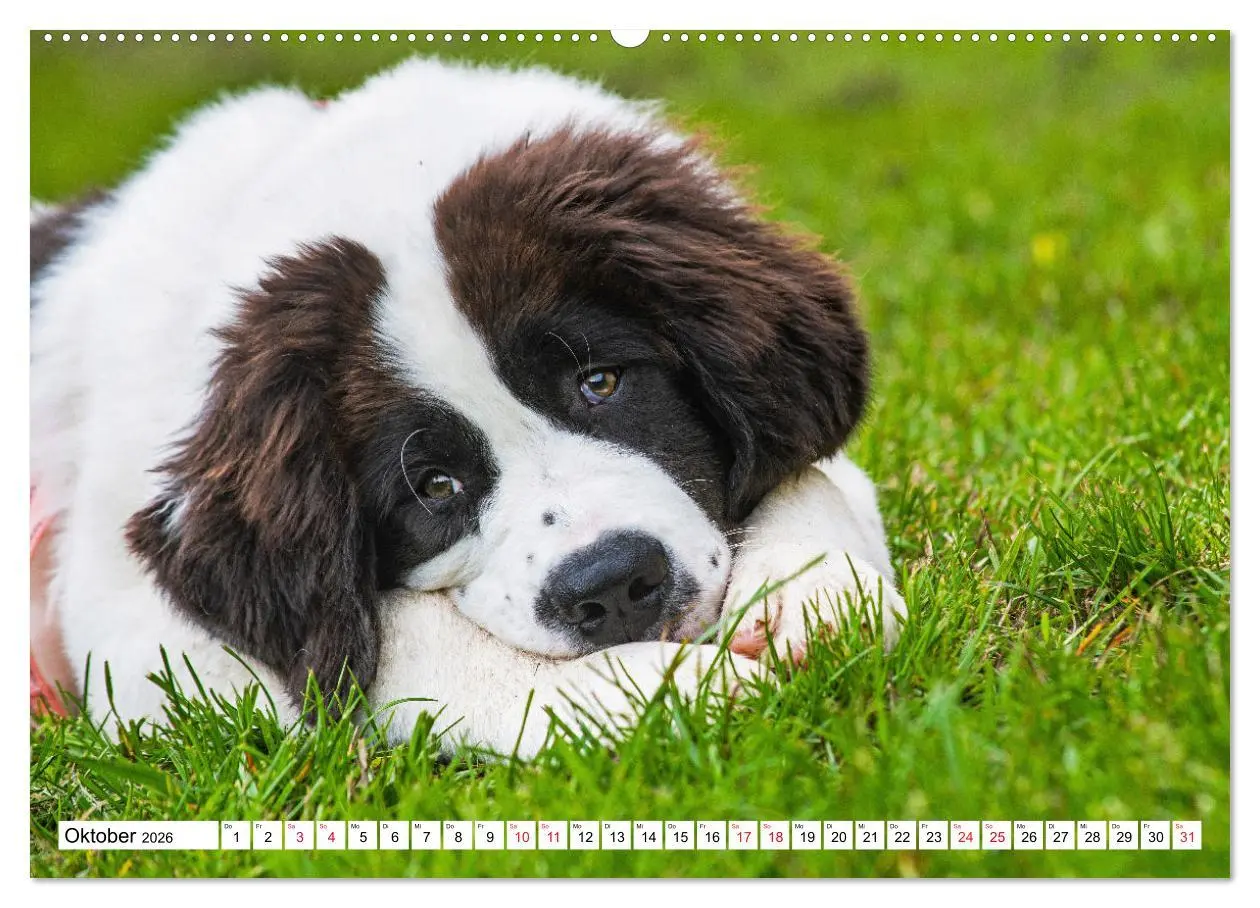 Bild: 9783457516003 | Traumhund Landseer (hochwertiger Premium Wandkalender 2026 DIN A2...