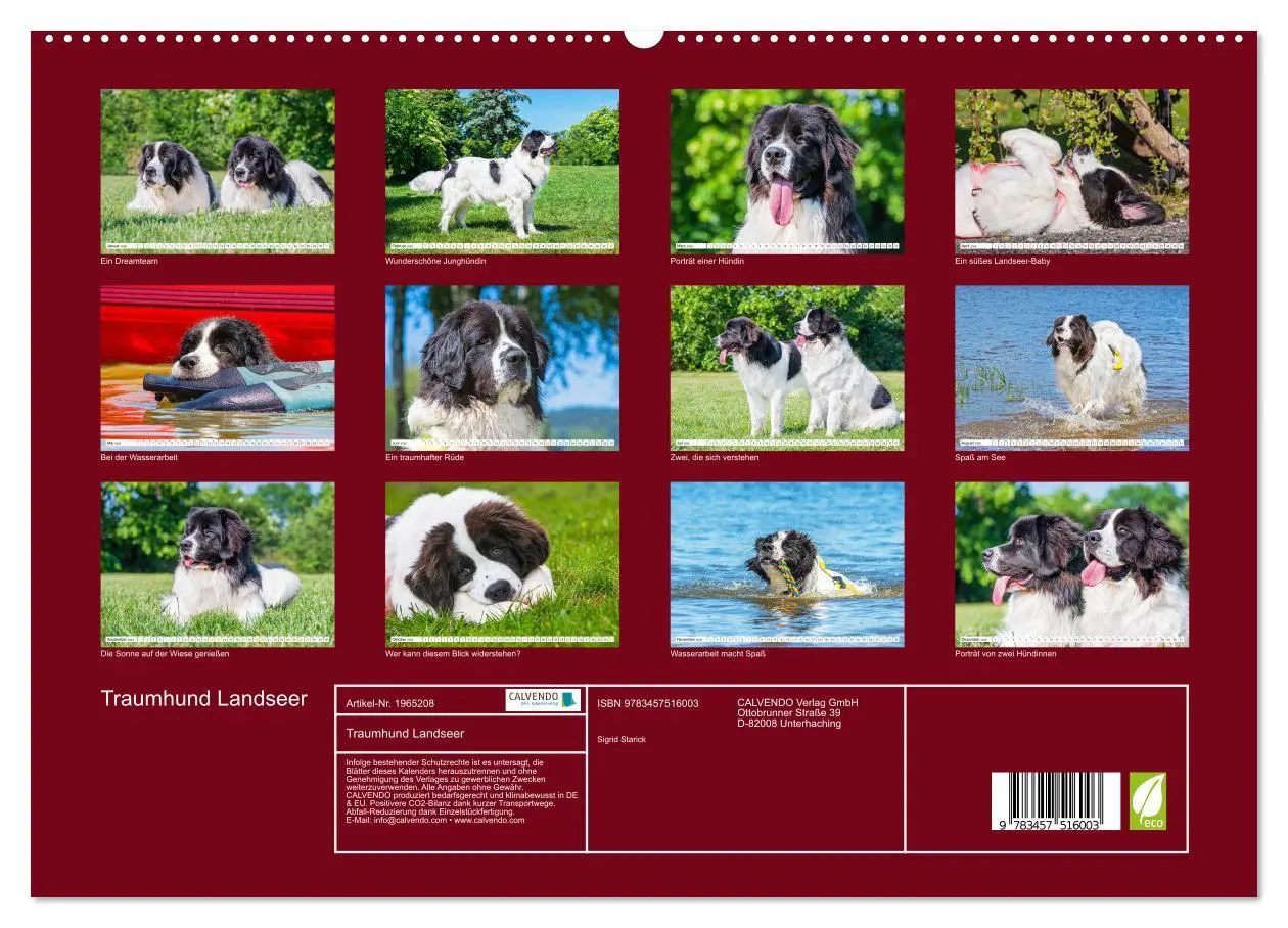 Bild: 9783457516003 | Traumhund Landseer (hochwertiger Premium Wandkalender 2026 DIN A2...