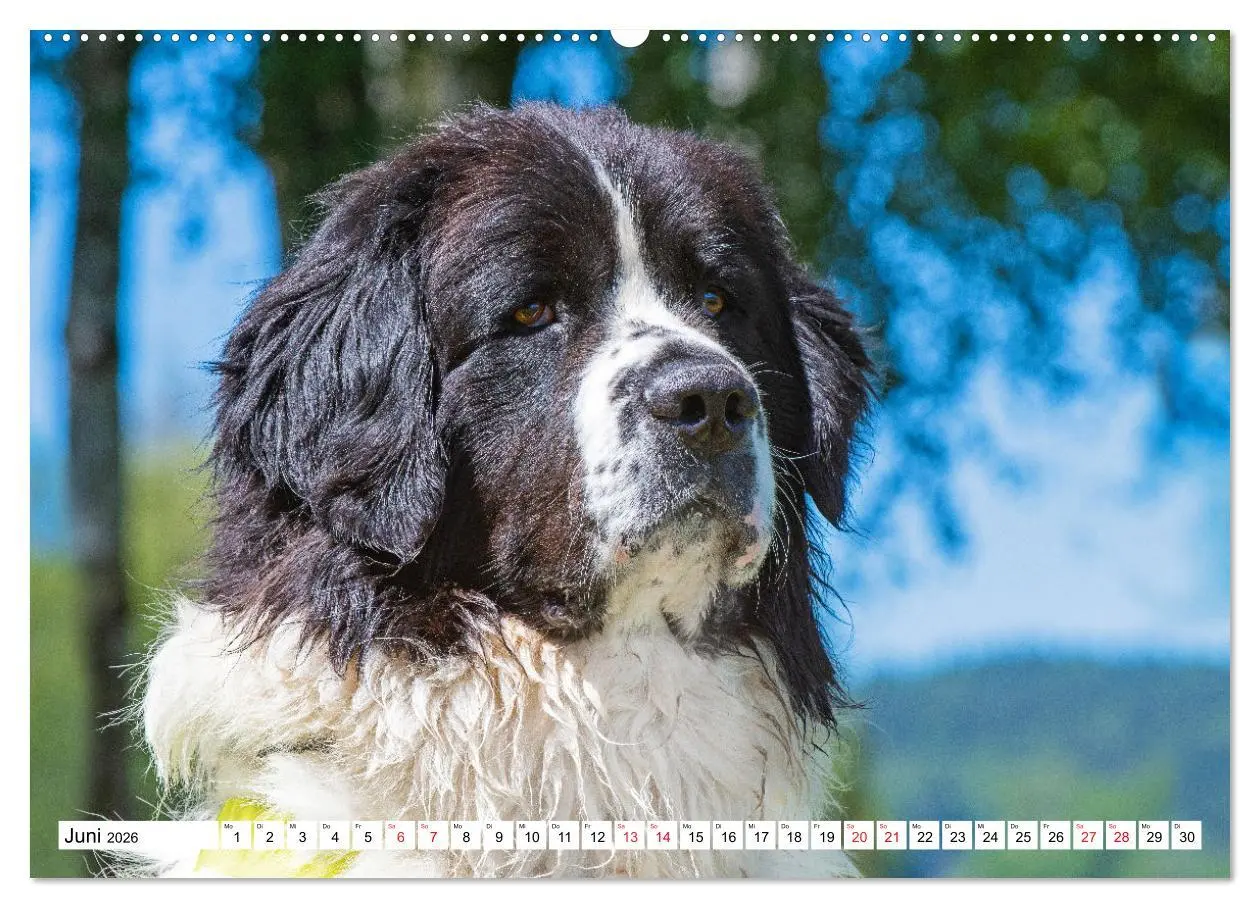 Bild: 9783457516003 | Traumhund Landseer (hochwertiger Premium Wandkalender 2026 DIN A2...