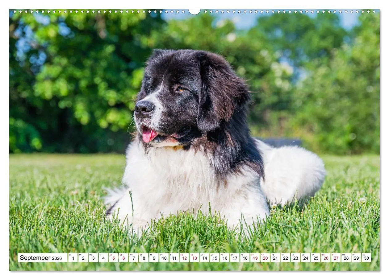 Bild: 9783457516003 | Traumhund Landseer (hochwertiger Premium Wandkalender 2026 DIN A2...