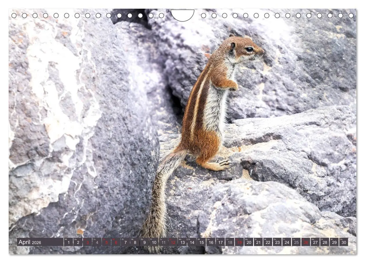Bild: 9783457826003 | FUERTEVENTURA - Inselblick (Wandkalender 2026 DIN A4 quer),...
