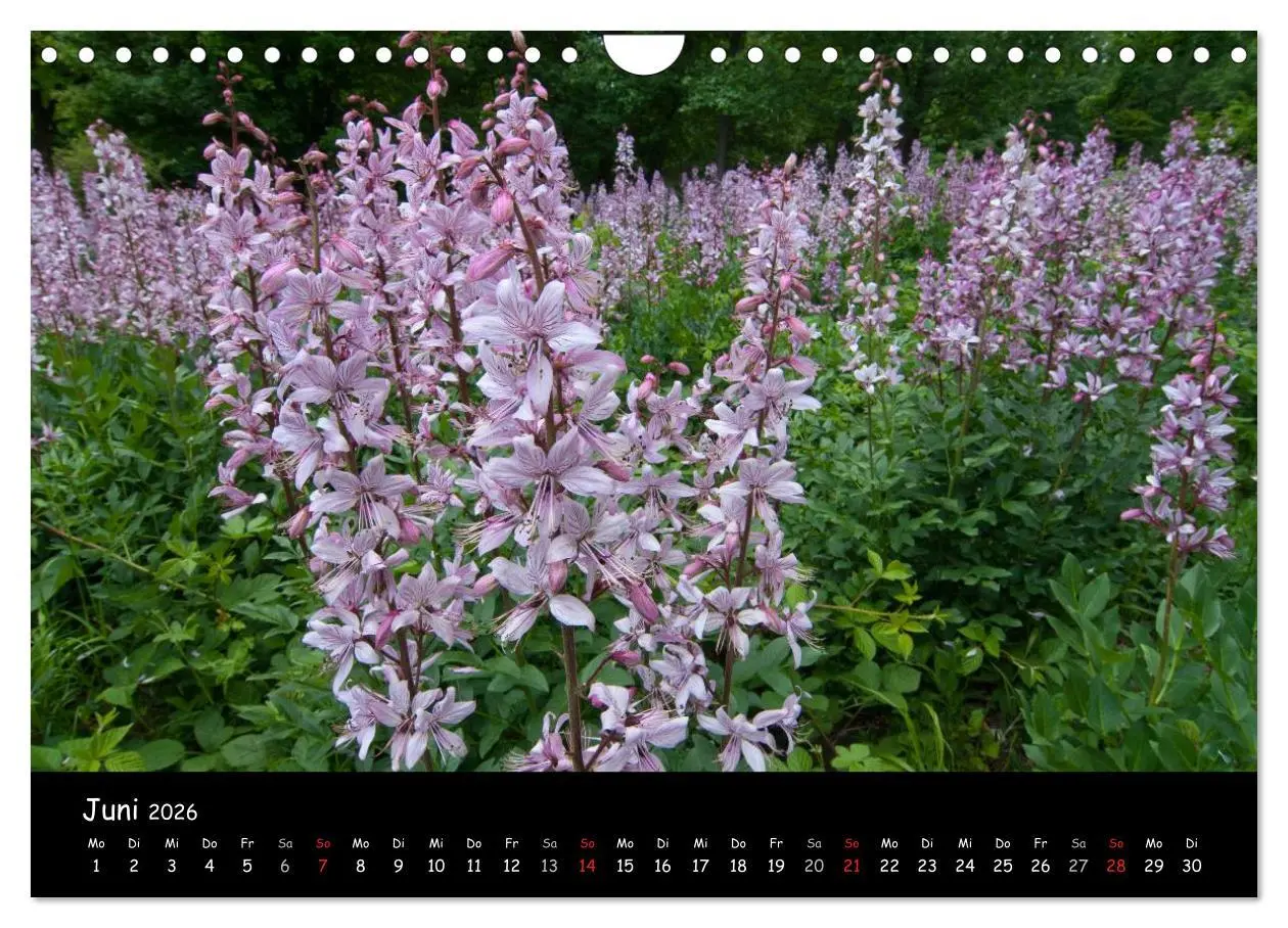 Bild: 9783516076103 | Faszination Harz 2026 (Wandkalender 2026 DIN A4 quer), CALVENDO...