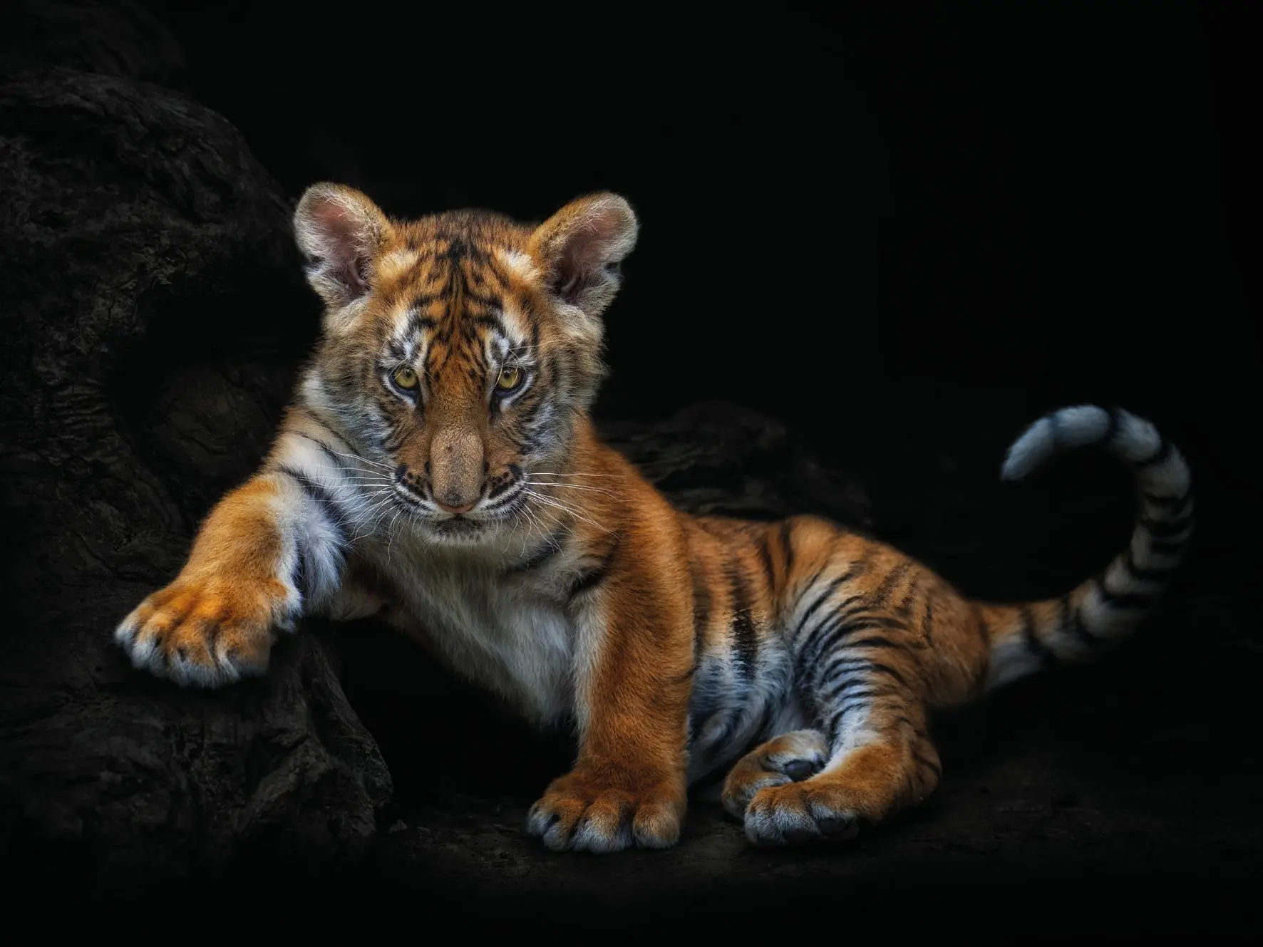 Bild: 9783961716203 | WildLOVE | Pedro Jarque Krebs | Buch | 224 S. | Deutsch | 2025