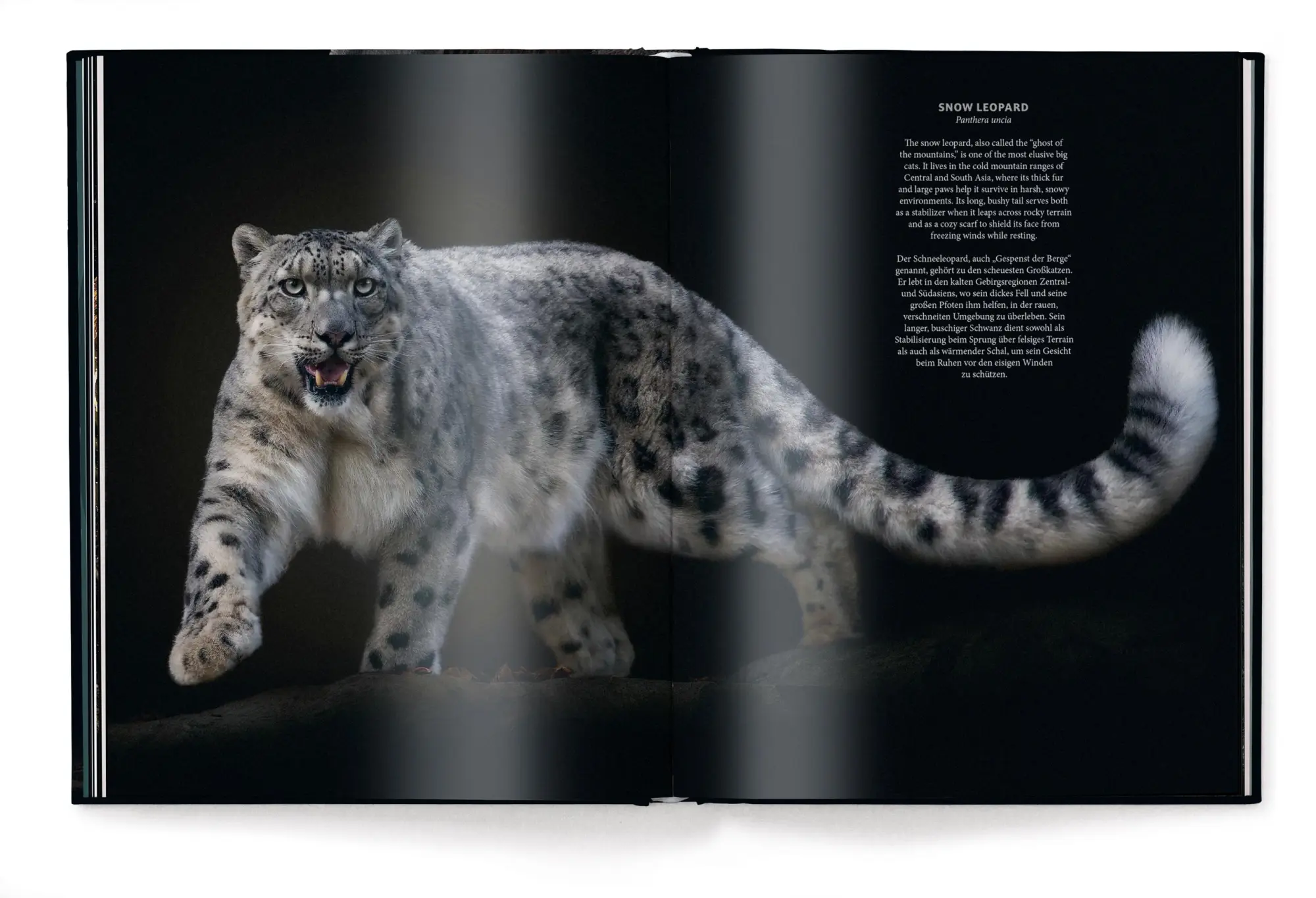Bild: 9783961716203 | WildLOVE | Pedro Jarque Krebs | Buch | 224 S. | Deutsch | 2025