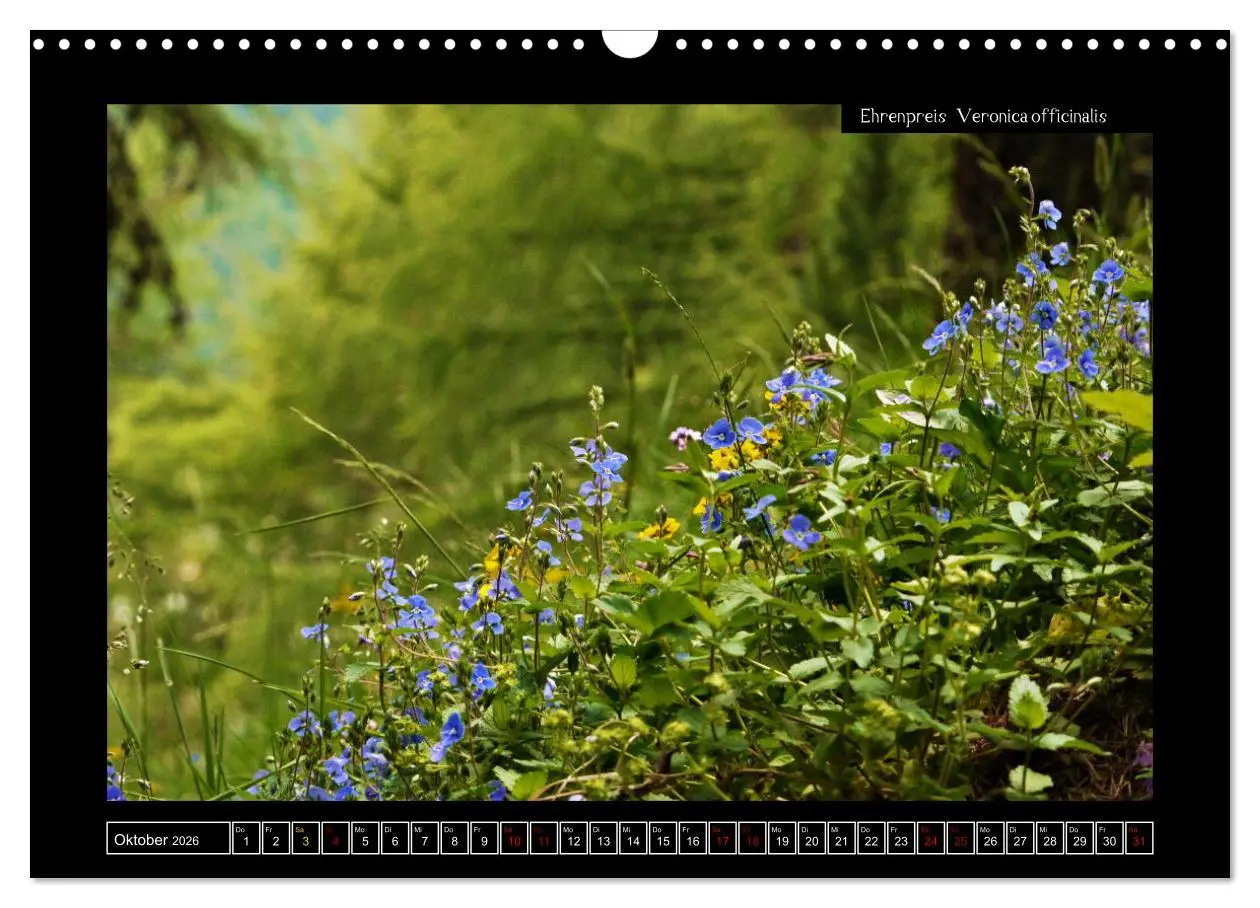 Bild: 9783457896303 | Alpine Flora in der Homöopathie (Wandkalender 2026 DIN A3 quer),...