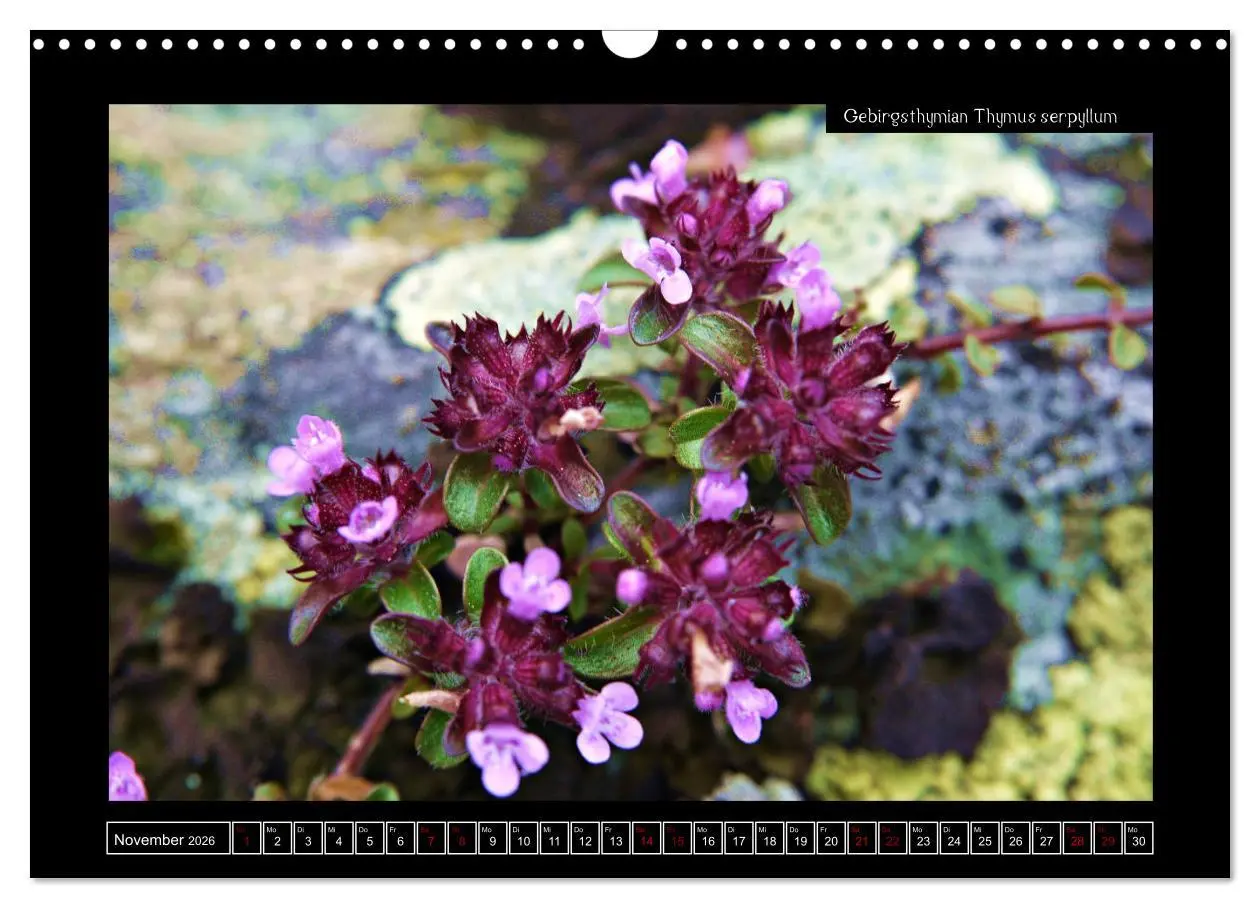 Bild: 9783457896303 | Alpine Flora in der Homöopathie (Wandkalender 2026 DIN A3 quer),...