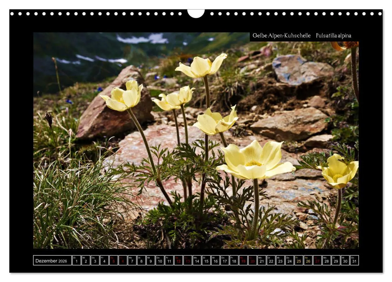 Bild: 9783457896303 | Alpine Flora in der Homöopathie (Wandkalender 2026 DIN A3 quer),...
